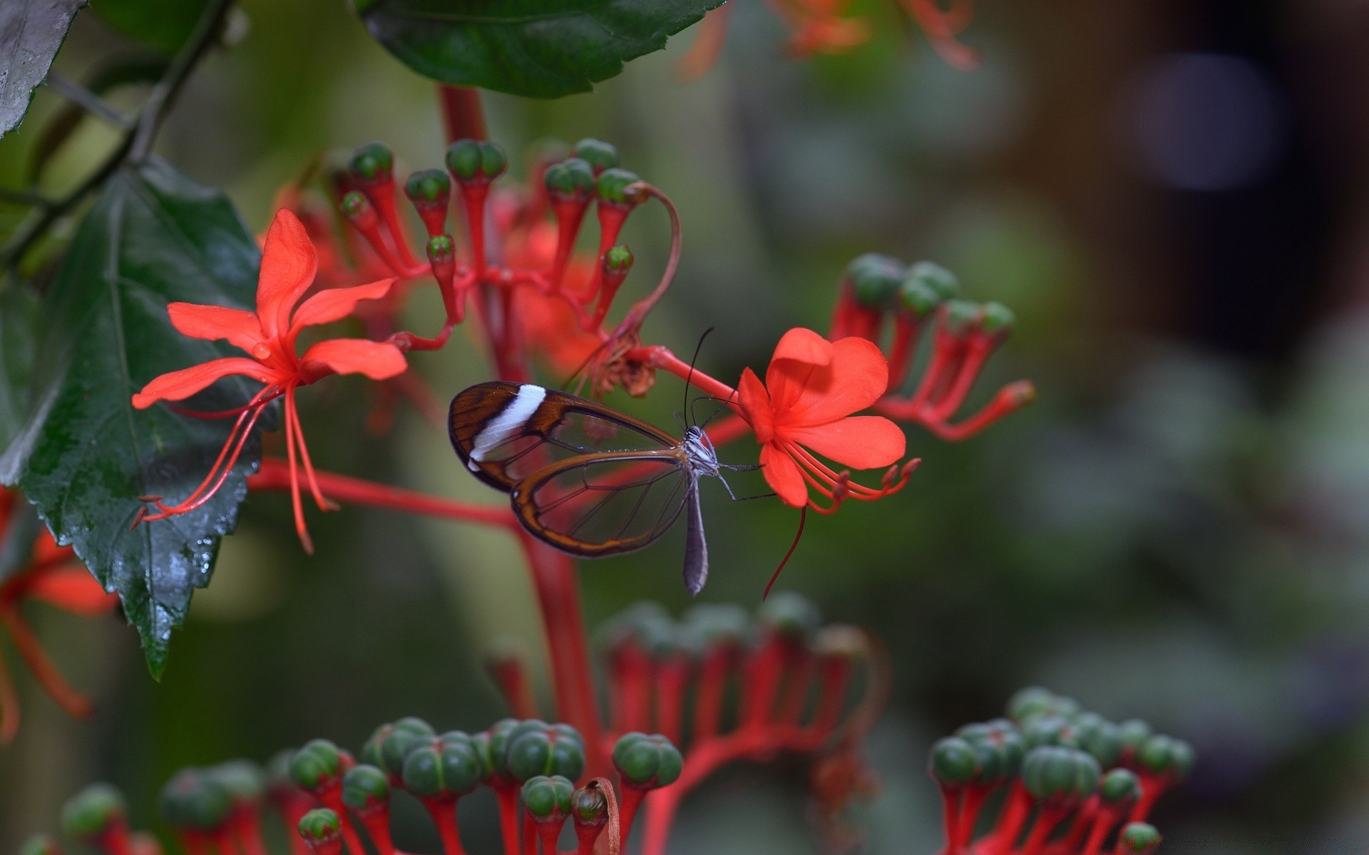 borboleta natureza flor flora jardim árvore folha temporada cor decoração ramo blooming arbusto natal close-up verão brilhante feriado pétala bonita