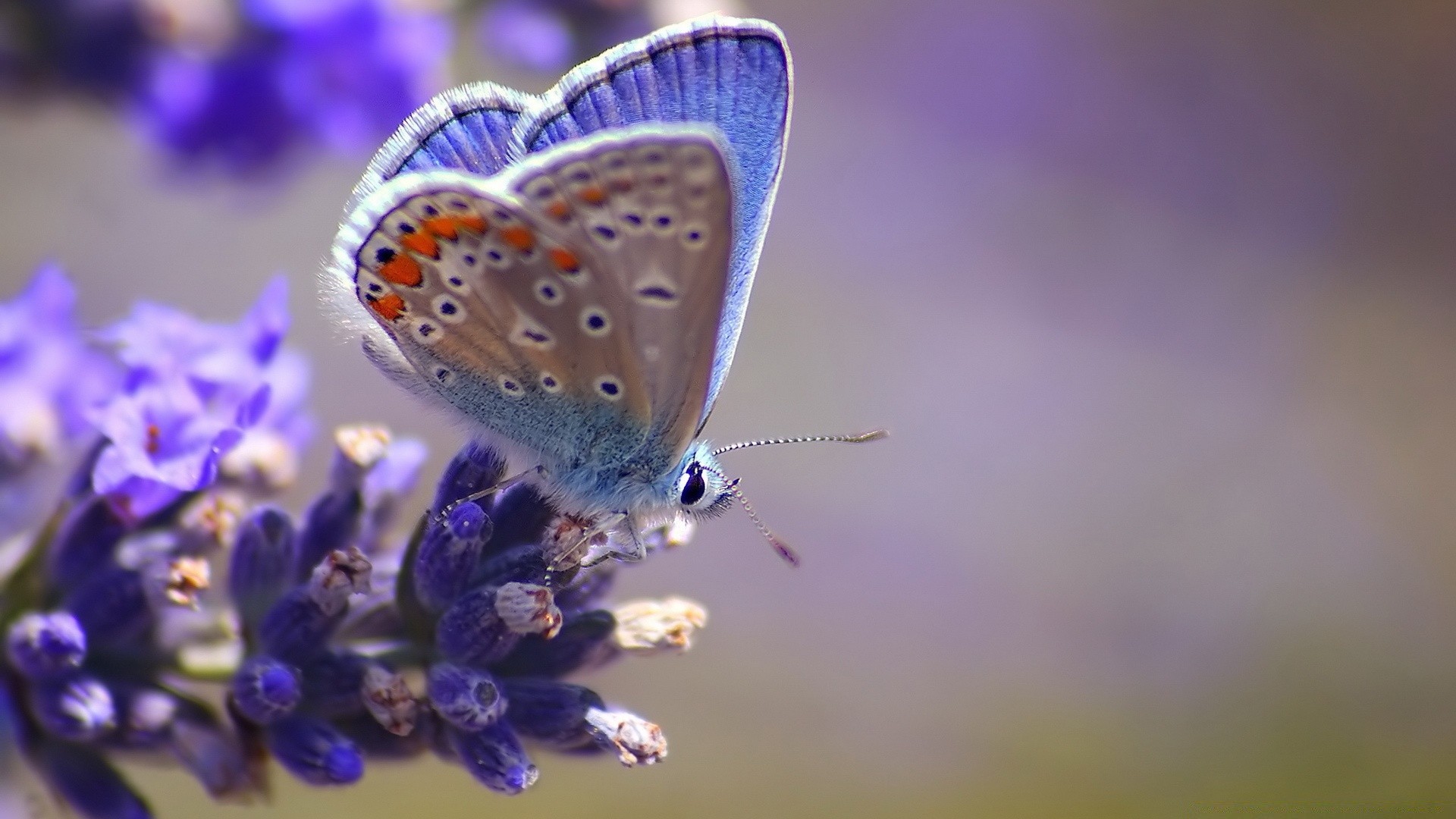бабочка насекомое природа цветок лето на открытом воздухе нежный размытость дикой природы