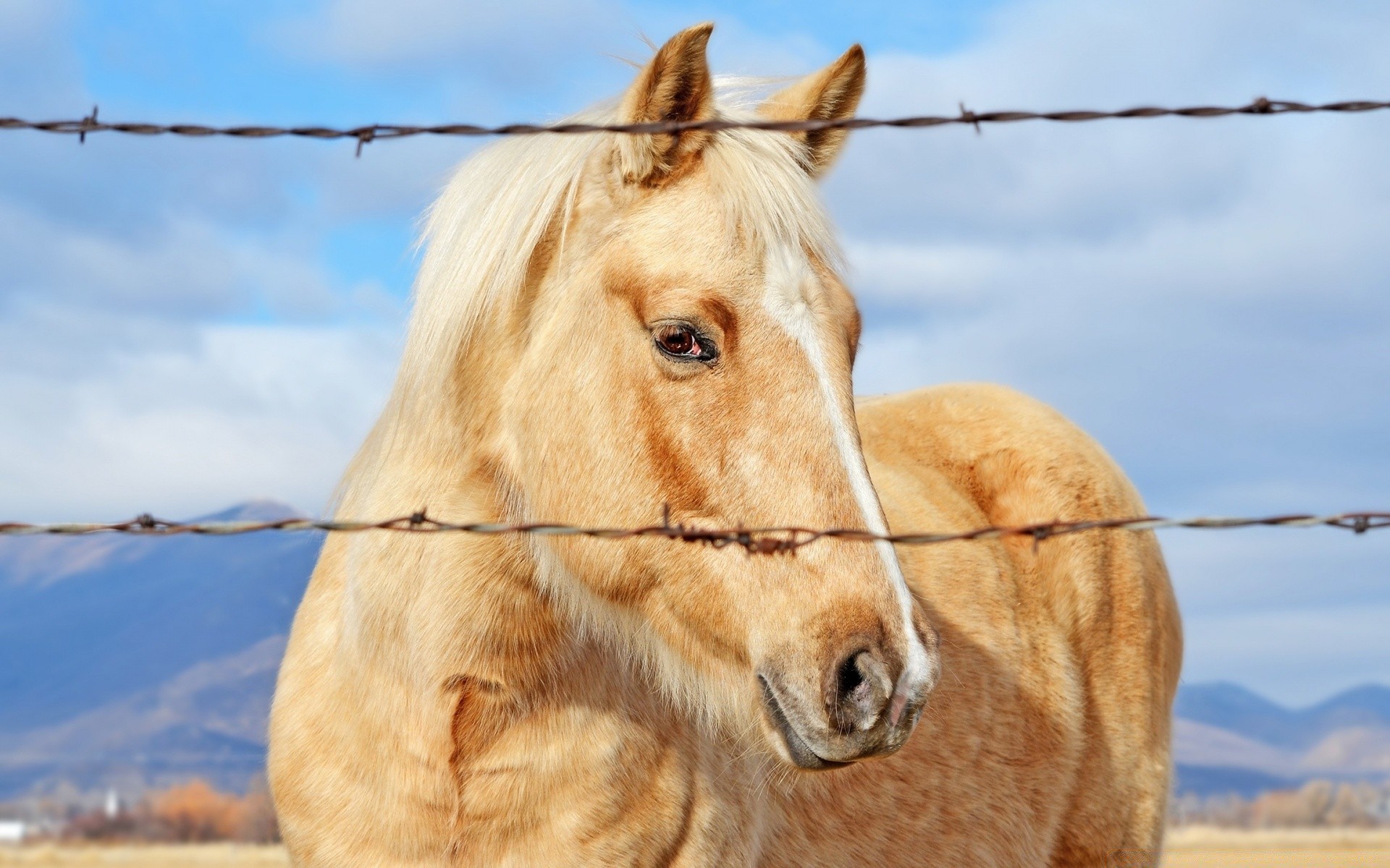 cavalos natureza animal mamífero céu ao ar livre cerca campo fazenda