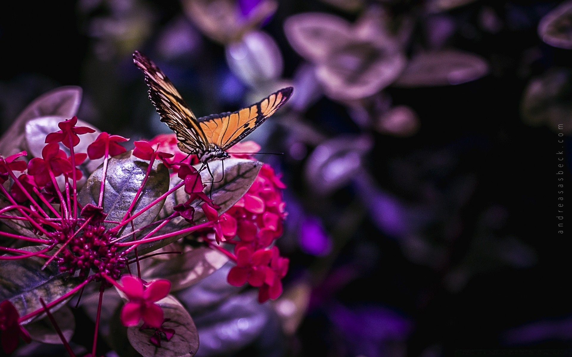 insects butterfly nature flower insect garden color summer flora beautiful outdoors delicate floral leaf light wing petal bright