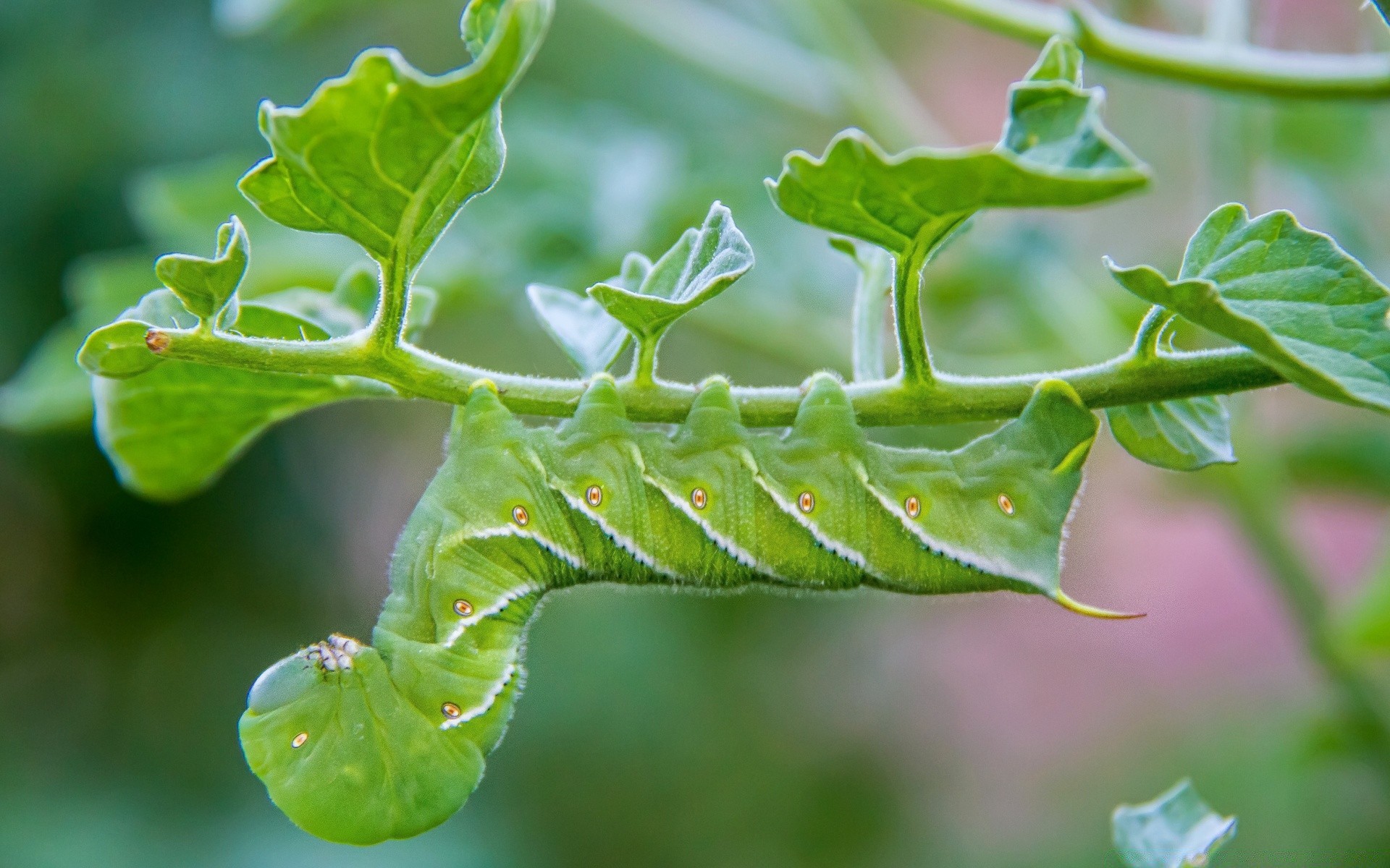 insekten blatt flora natur garten insekt schließen wachstum raupe larve wenig medium essen sommer schmetterling metamorphose farbe im freien