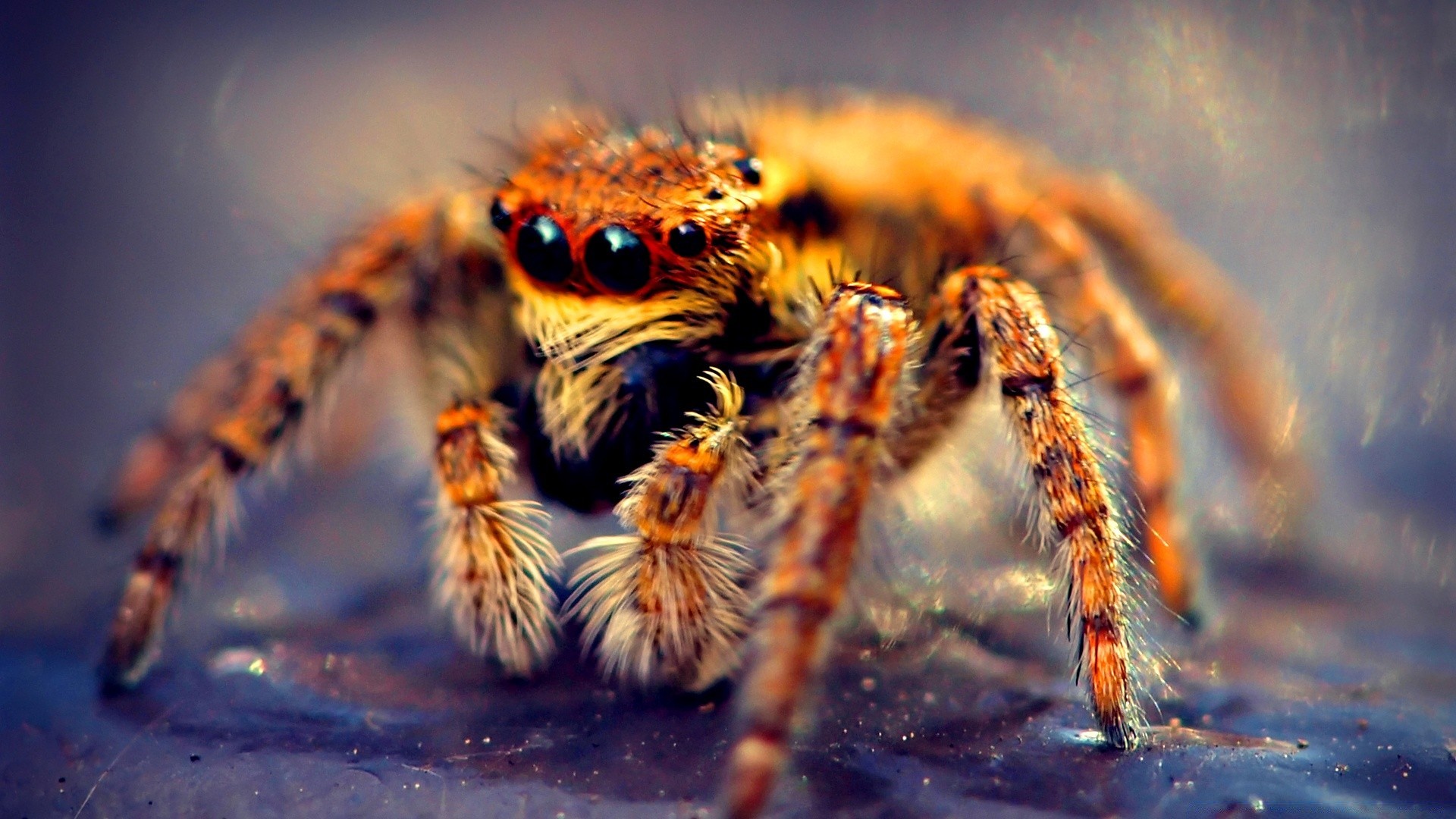 insectes araignée faune nature animal arachnide insecte gros plan invertébrés danger fantasmagorique prédateur peur sauvage effrayant