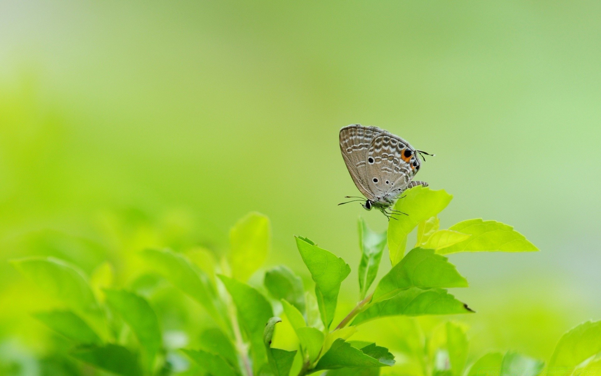 butterfly nature insect summer leaf garden flora wildlife outdoors color fair weather little animal environment blur bright biology ecology