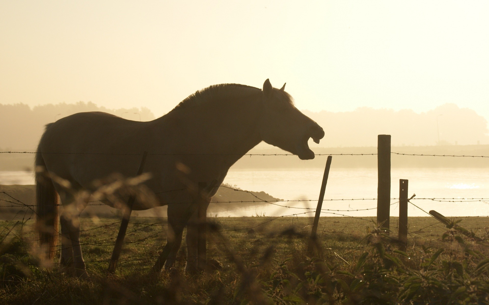 caballos caballería mamífero puesta del sol mare caballo solo granja cielo paisaje al aire libre iluminado hierba sentado amanecer