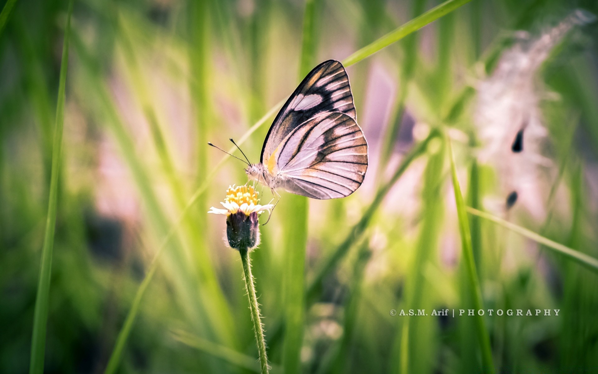 borboleta natureza inseto verão grama ao ar livre brilhante vida selvagem feno bom tempo selvagem jardim flora pequeno flor asa folha delicado animal