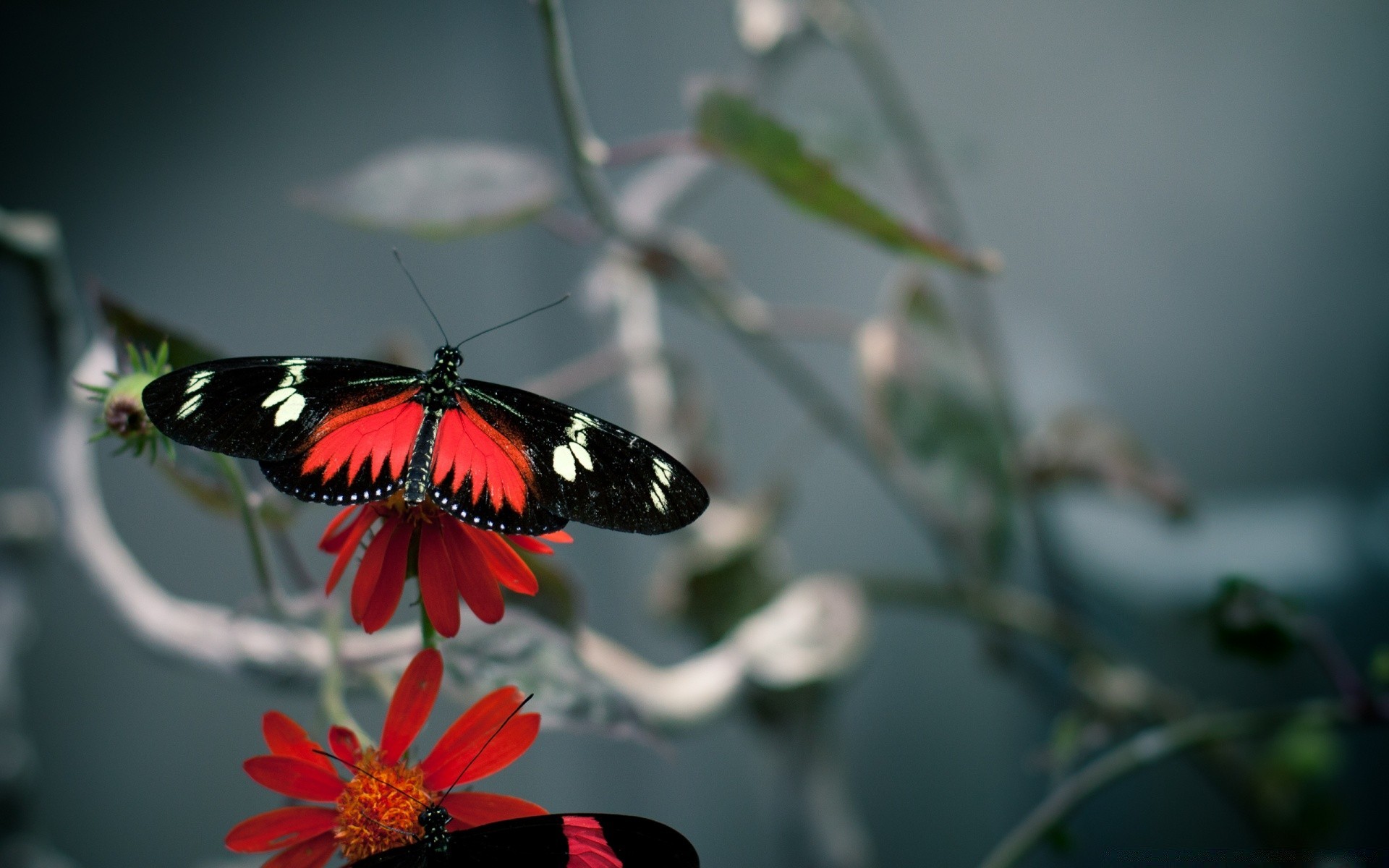 papillon insecte nature fleur à l extérieur la faune été feuille aile animal invertébré