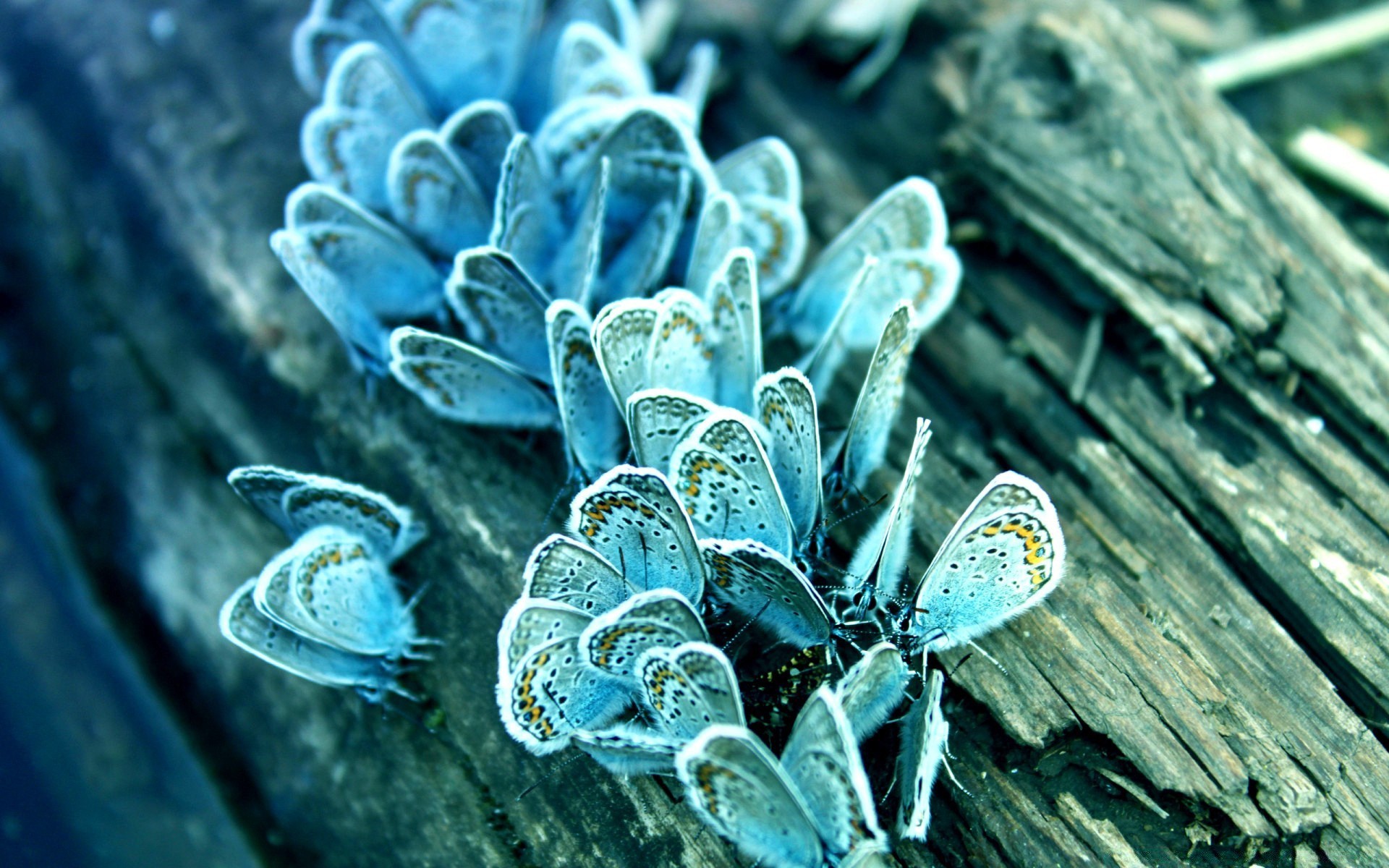 mariposa naturaleza escritorio flora primer plano color hoja textura patrón hermosa biología flor madera verano tropical decoración