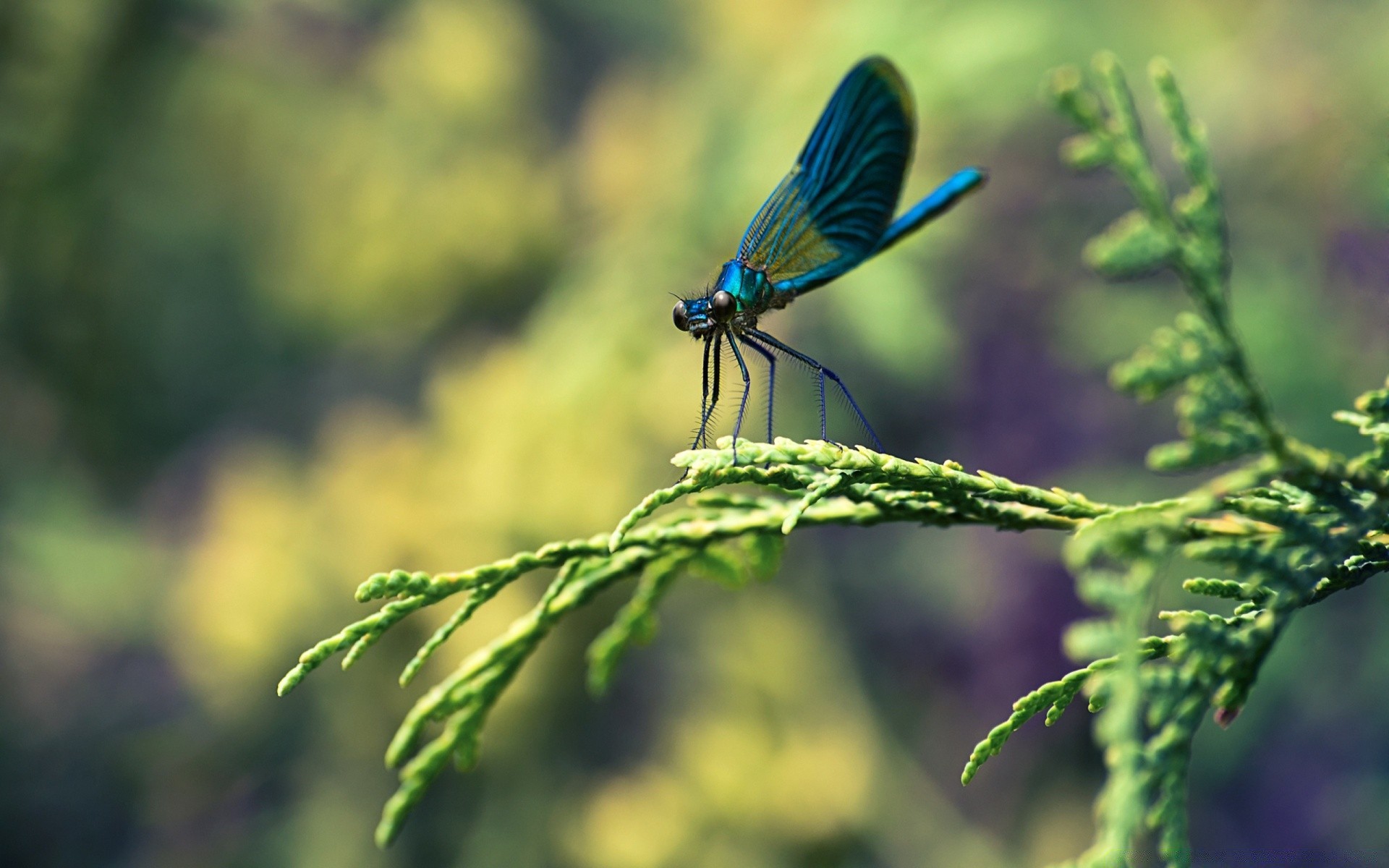 owady natura owad na zewnątrz liść dzika przyroda lato zwierzę biologia ogród dziki flora trawa motyl środowisko kolor ważka park mucha skrzydło