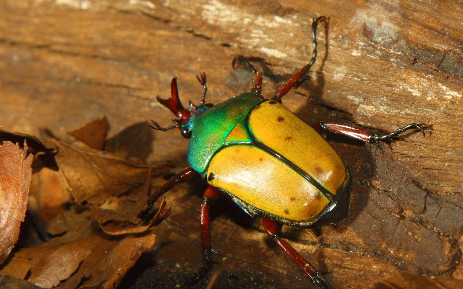 insetos invertebrados besouro inseto vida selvagem natureza ao ar livre sozinho biologia