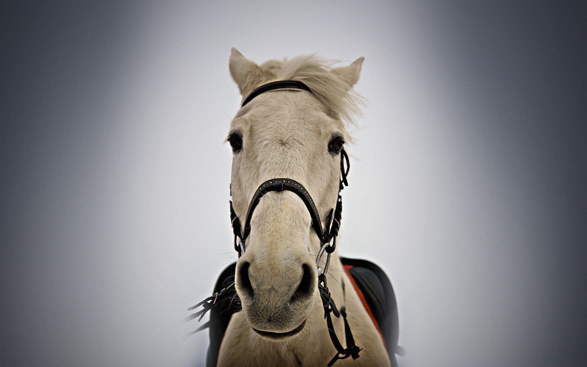 cavalos cavalaria cavalo mare animal mamífero garanhão retrato sozinho equestre criação de cavalos sentado cabeça pônei