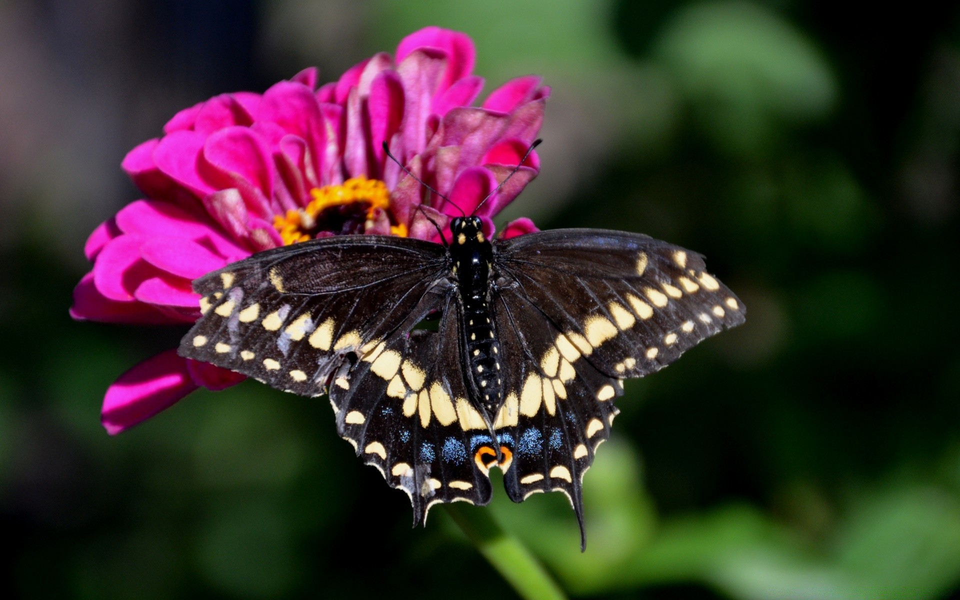 insects butterfly insect nature flower outdoors garden wing summer invertebrate wildlife delicate leaf flora color