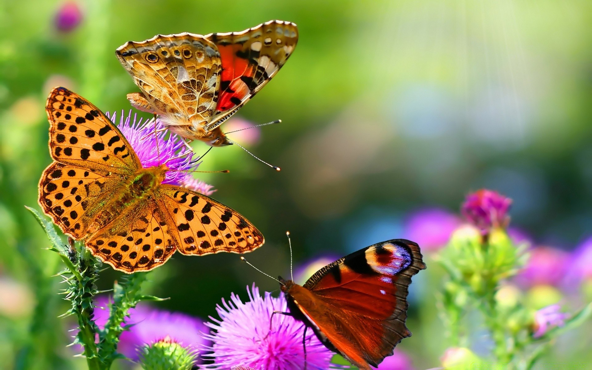 mariposa insecto naturaleza flor verano jardín ala vida silvestre al aire libre lepidópteros animal monarca polilla hermoso color brillante invertebrados delicado flora