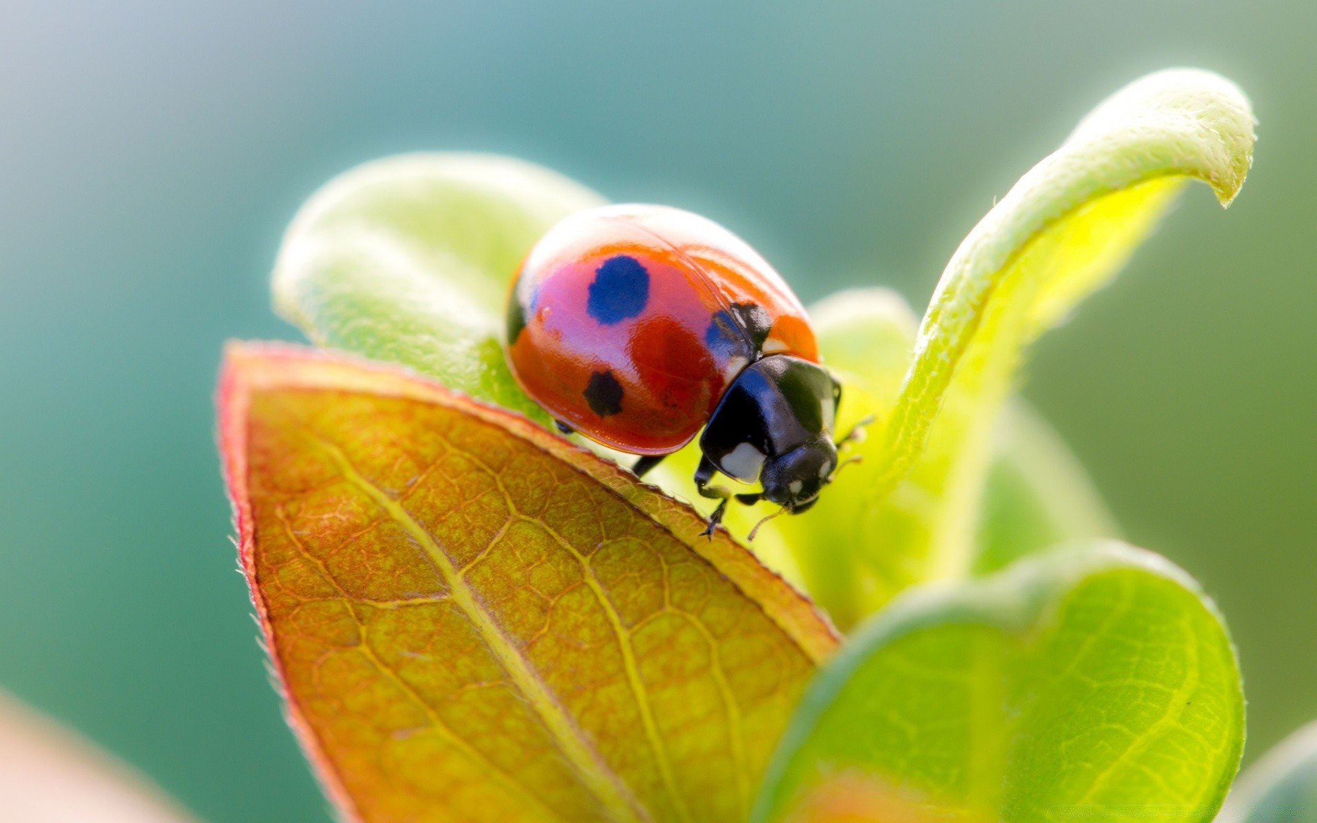 insects ladybug nature leaf insect summer biology flora beetle garden bright close-up color little