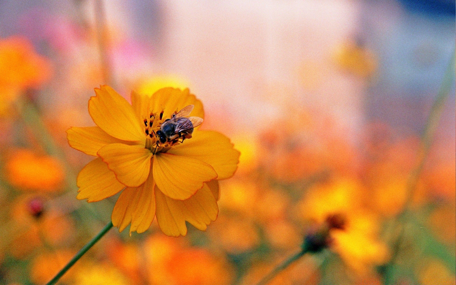 insectos naturaleza flor verano flora hoja brillante al aire libre jardín color crecimiento buen tiempo desenfoque