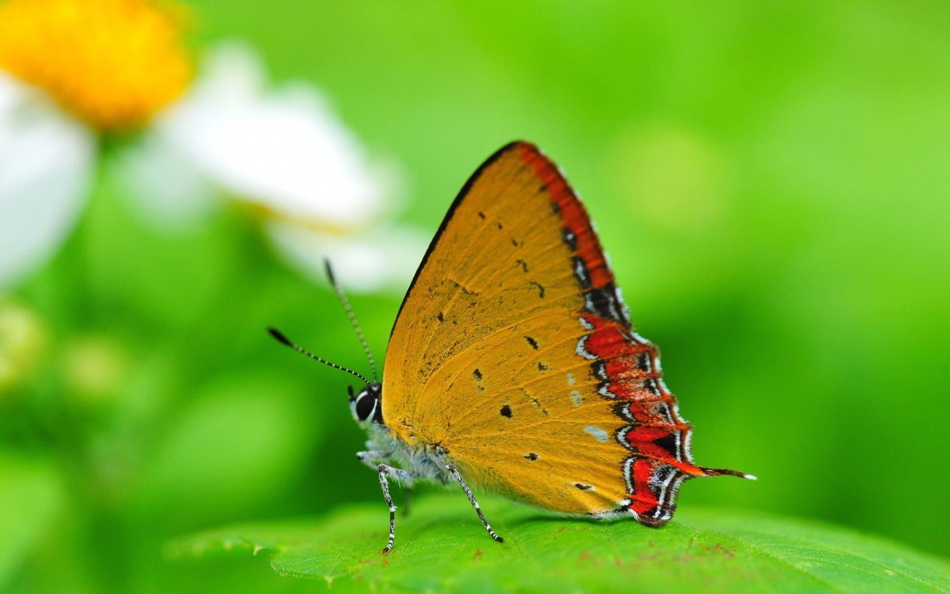 butterfly insect nature summer outdoors leaf invertebrate flower wildlife garden delicate antenna