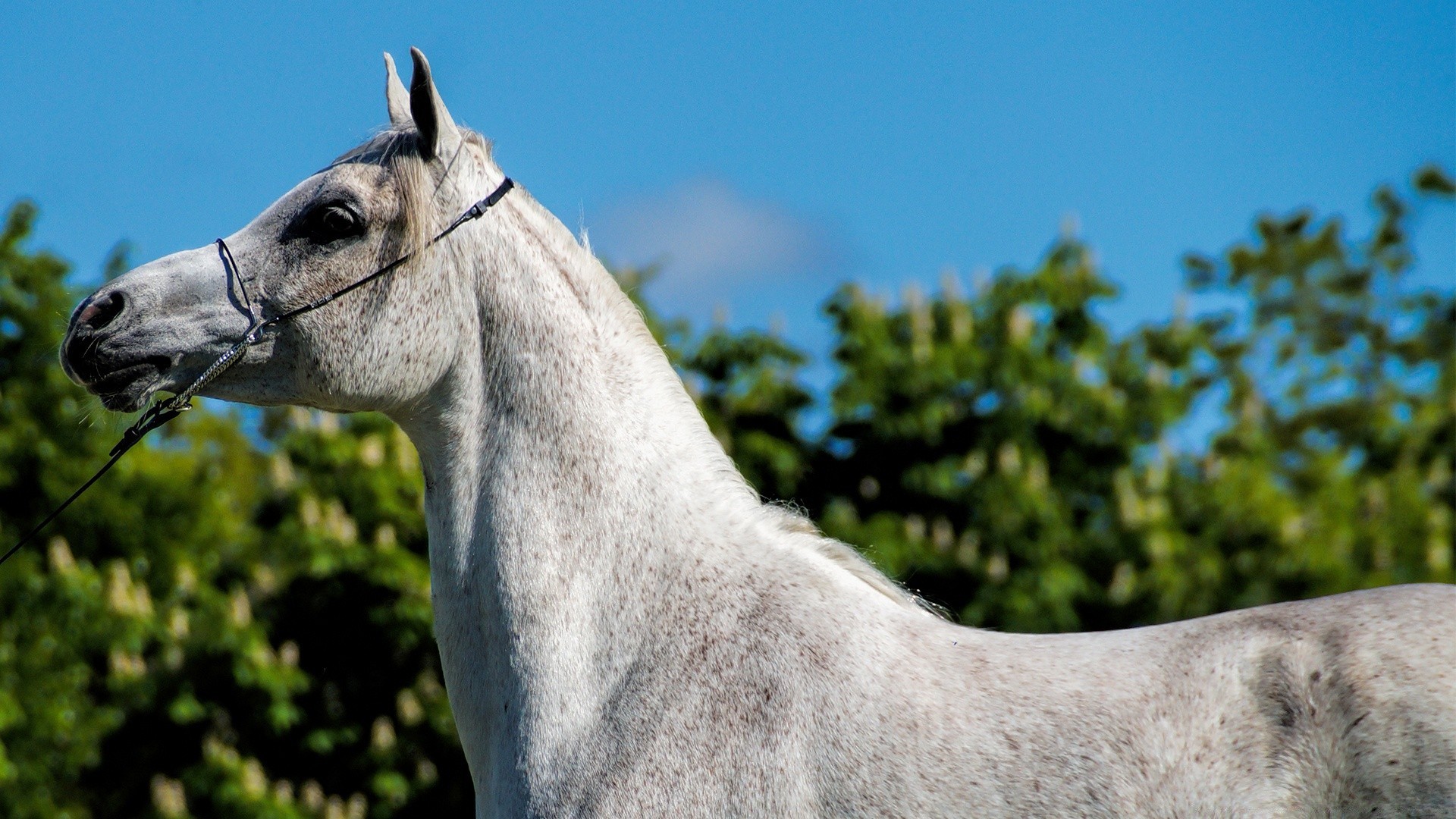 horses cavalry horse mare equestrian equine stallion mammal nature animal farm mane outdoors portrait pasture pony thoroughbred rural one livestock