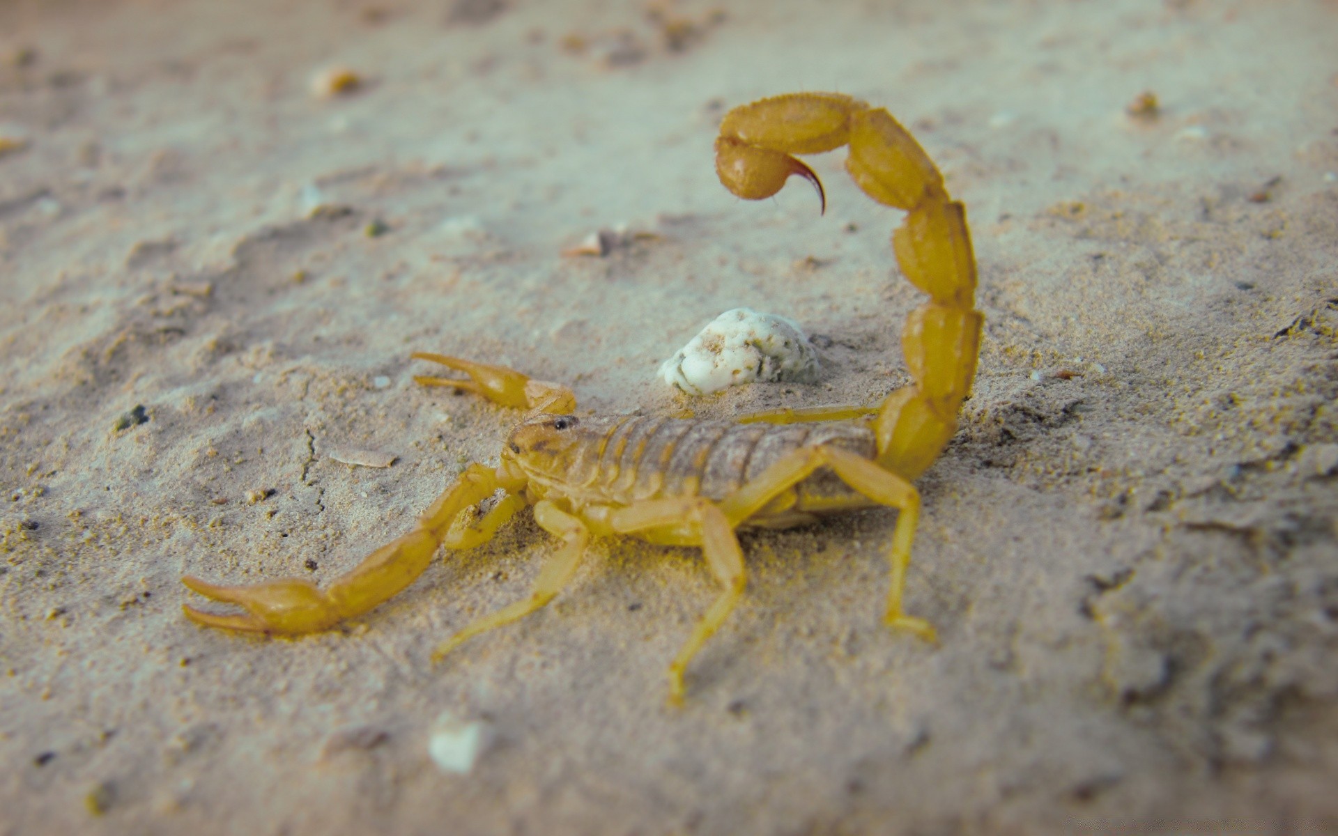 insects invertebrate crustacean crab insect sand nature wildlife shellfish one animal sea beach shell close-up ocean