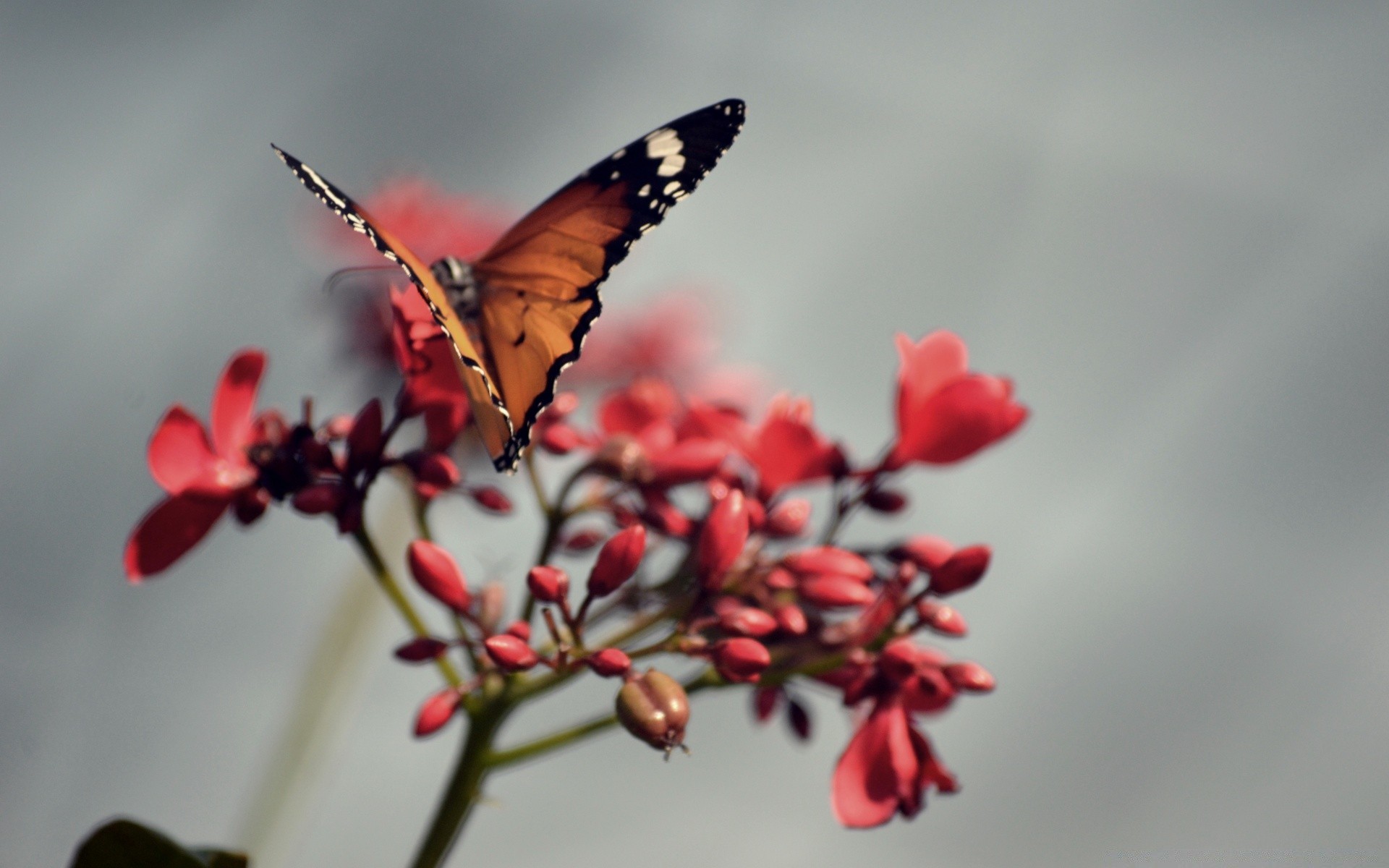 butterfly nature insect flower outdoors summer delicate leaf wildlife garden flora color fair weather bright