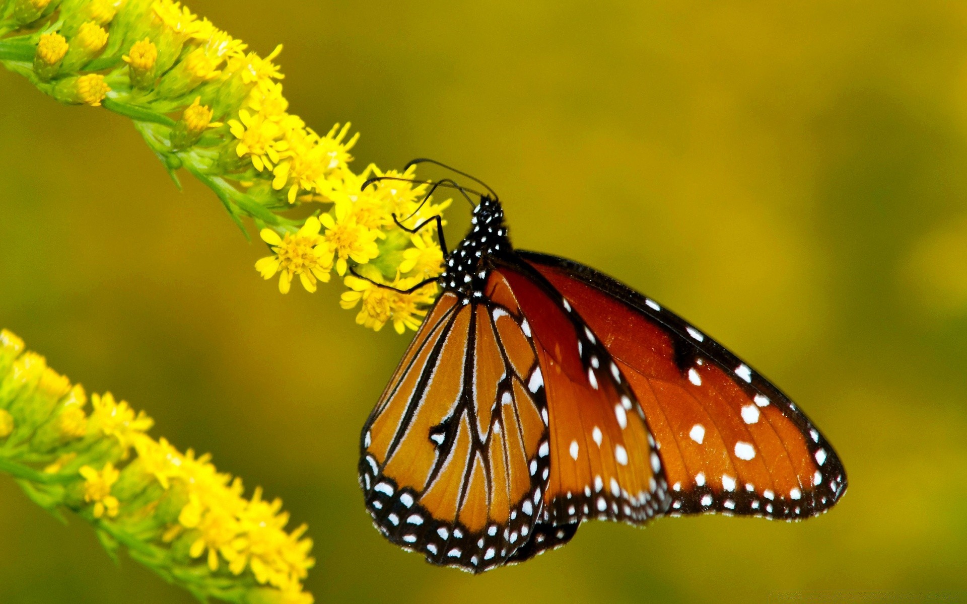 butterfly nature insect outdoors summer wildlife invertebrate little leaf flower