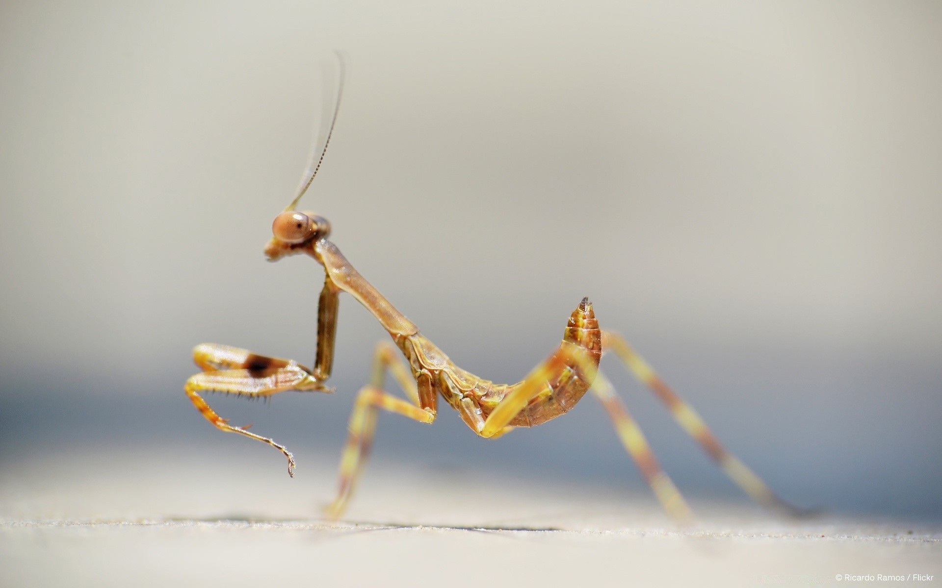 insetos inseto invertebrados louva-a-deus vida selvagem aranha gafanhoto natureza animal vista lateral libélula borrão antena biologia sozinho ao ar livre