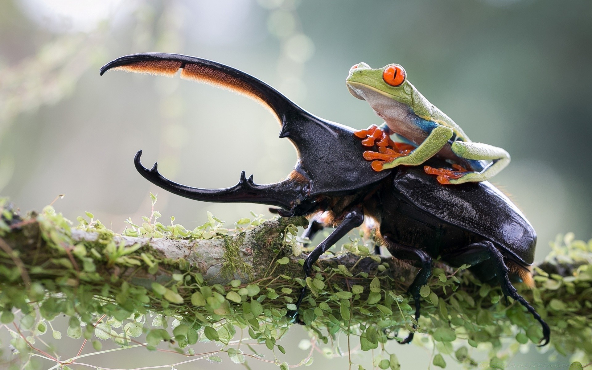 insekten vogel tierwelt natur tier baum insekt