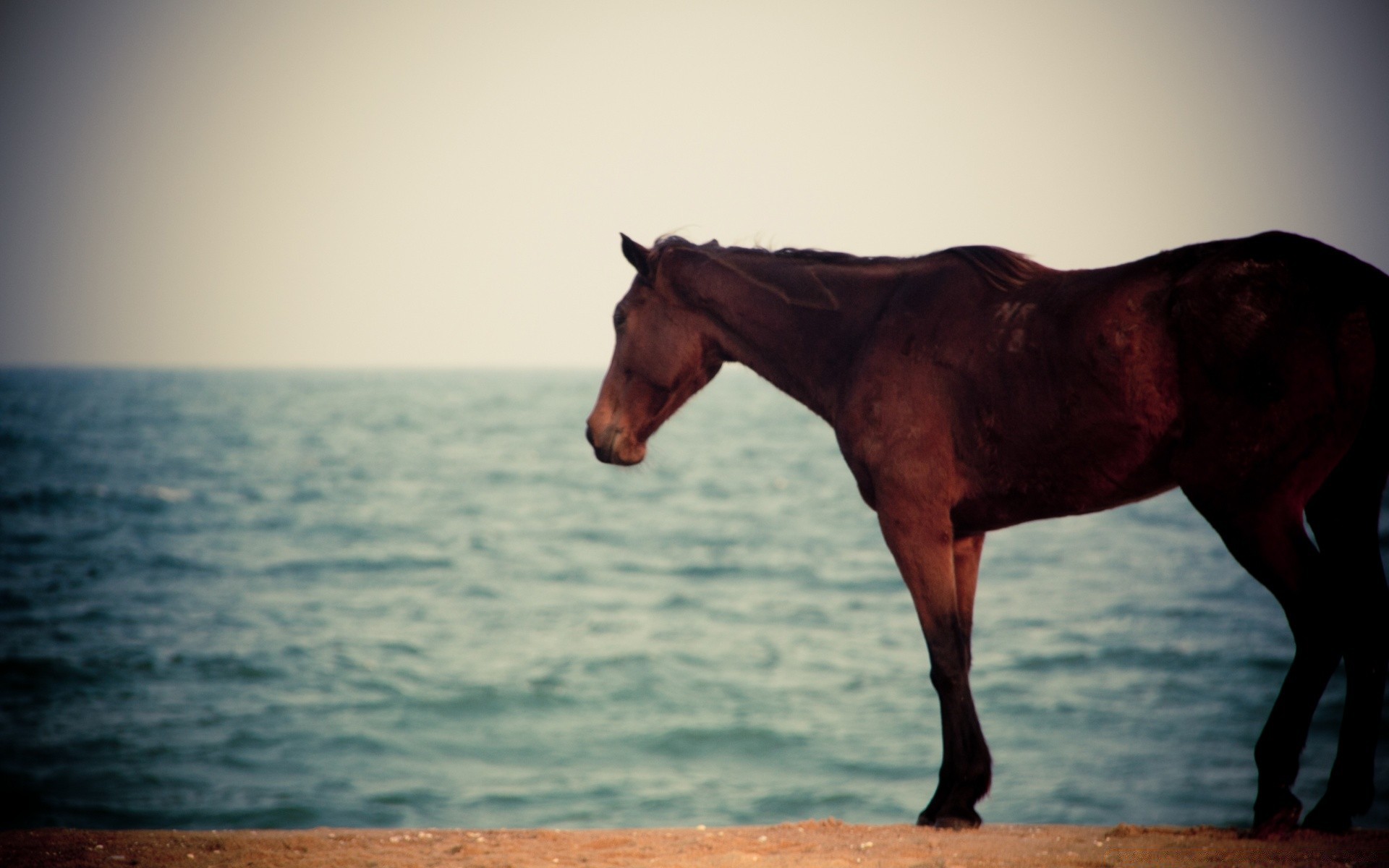 pferde pferd säugetier mare pferdezucht reiter kavallerie