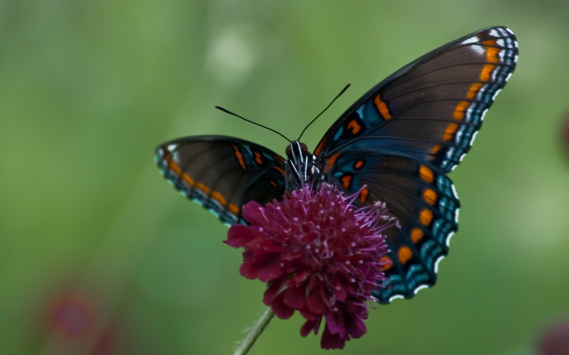 papillon insecte nature invertébrés la faune à l extérieur papillon aile lépidoptère monarque été biologie délicat antenne mouche fleur métamorphose entomologie animal