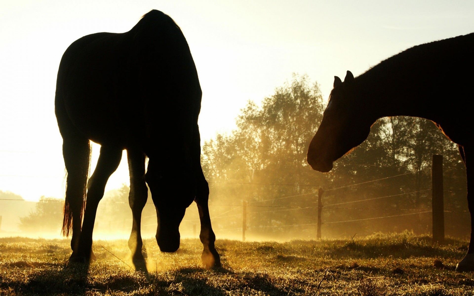 cavallo silhouette cavalleria mammifero tramonto illuminato alba mare animale elefante erba natura