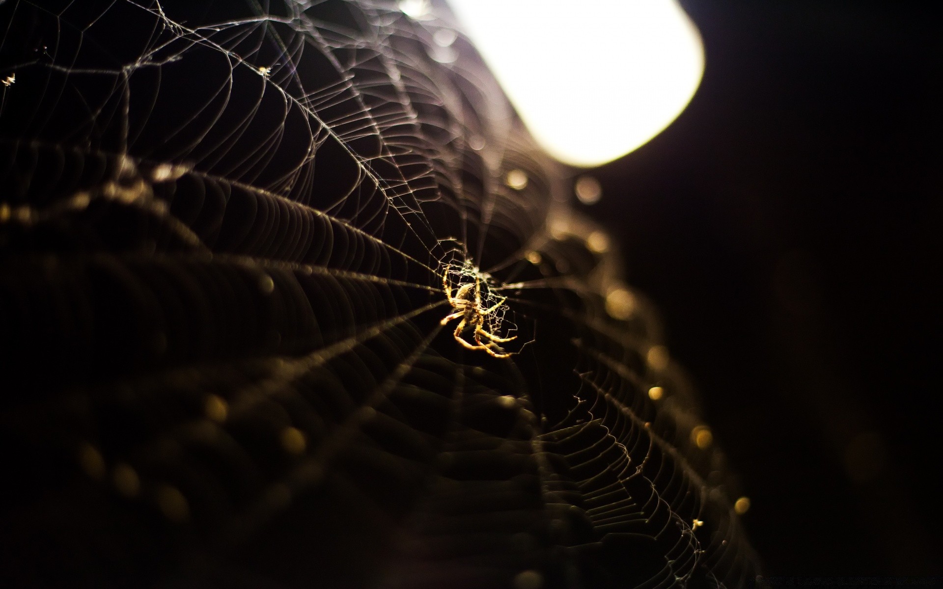 insetos aranha aracnídeo teias de aranha armadilha teias de aranha inseto web luz assustador invertebrados escuro perigo borrão medo