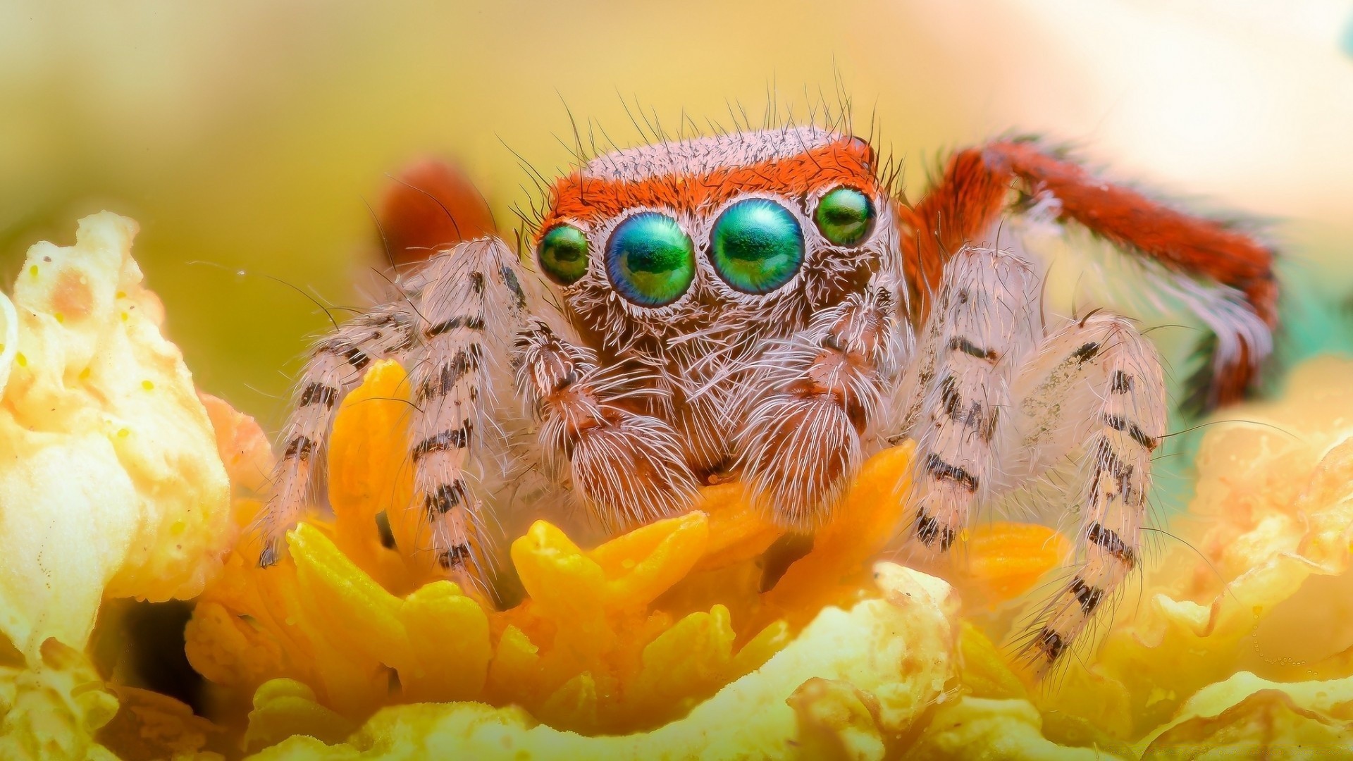 insekten desktop natur farbe schließen blume tier flora