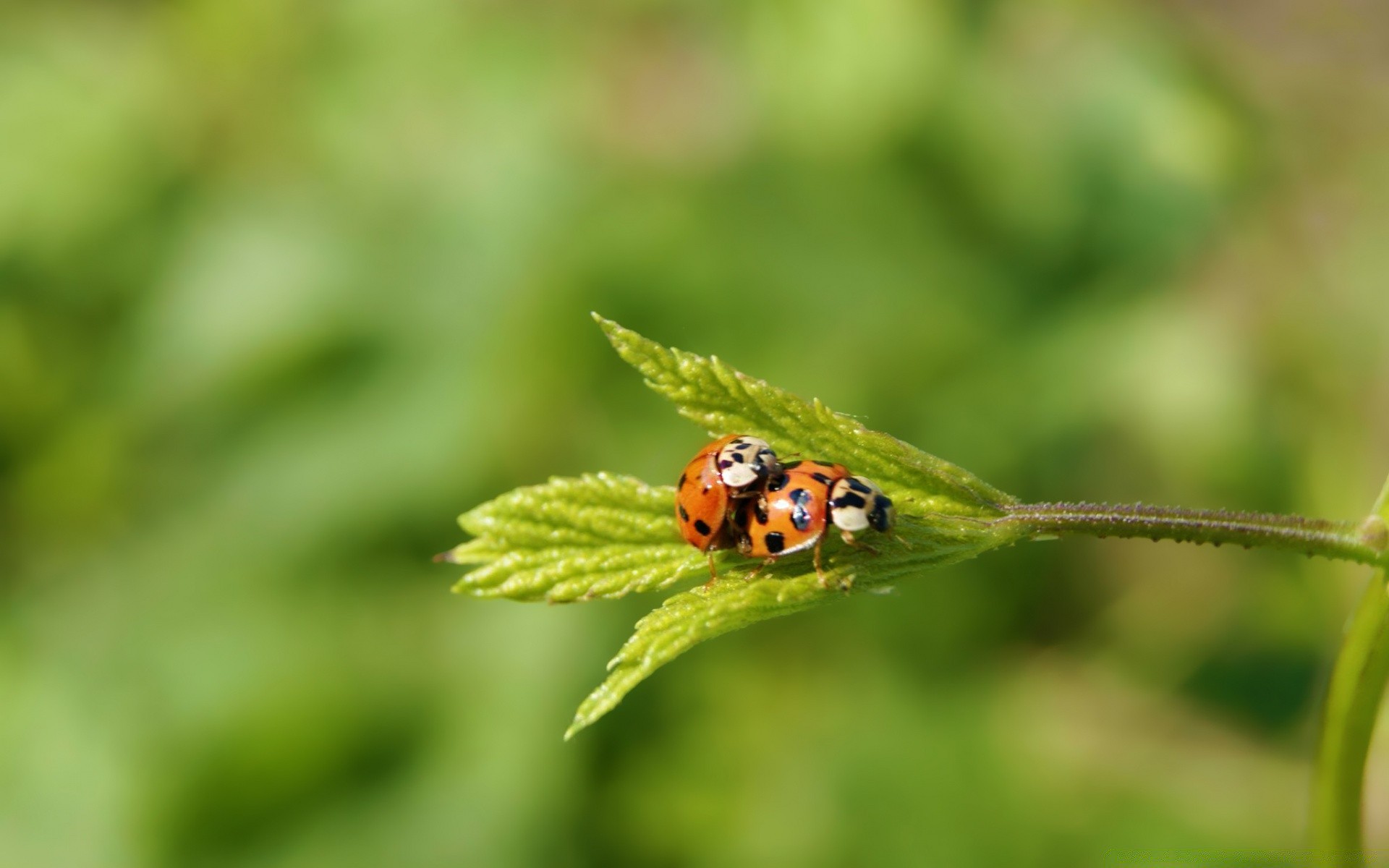 insetti natura foglia insetto coccinella biologia estate flora all aperto erba piccolo ambiente