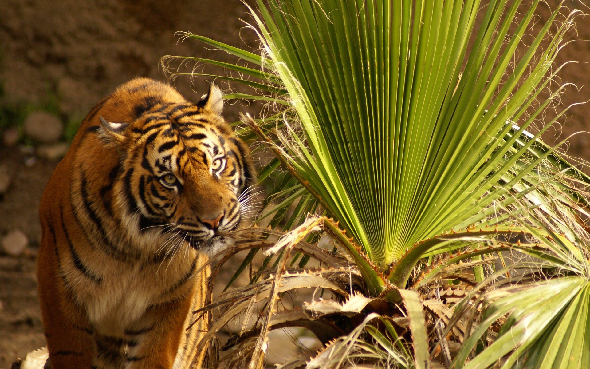 tiger natur tierwelt dschungel wild streifen