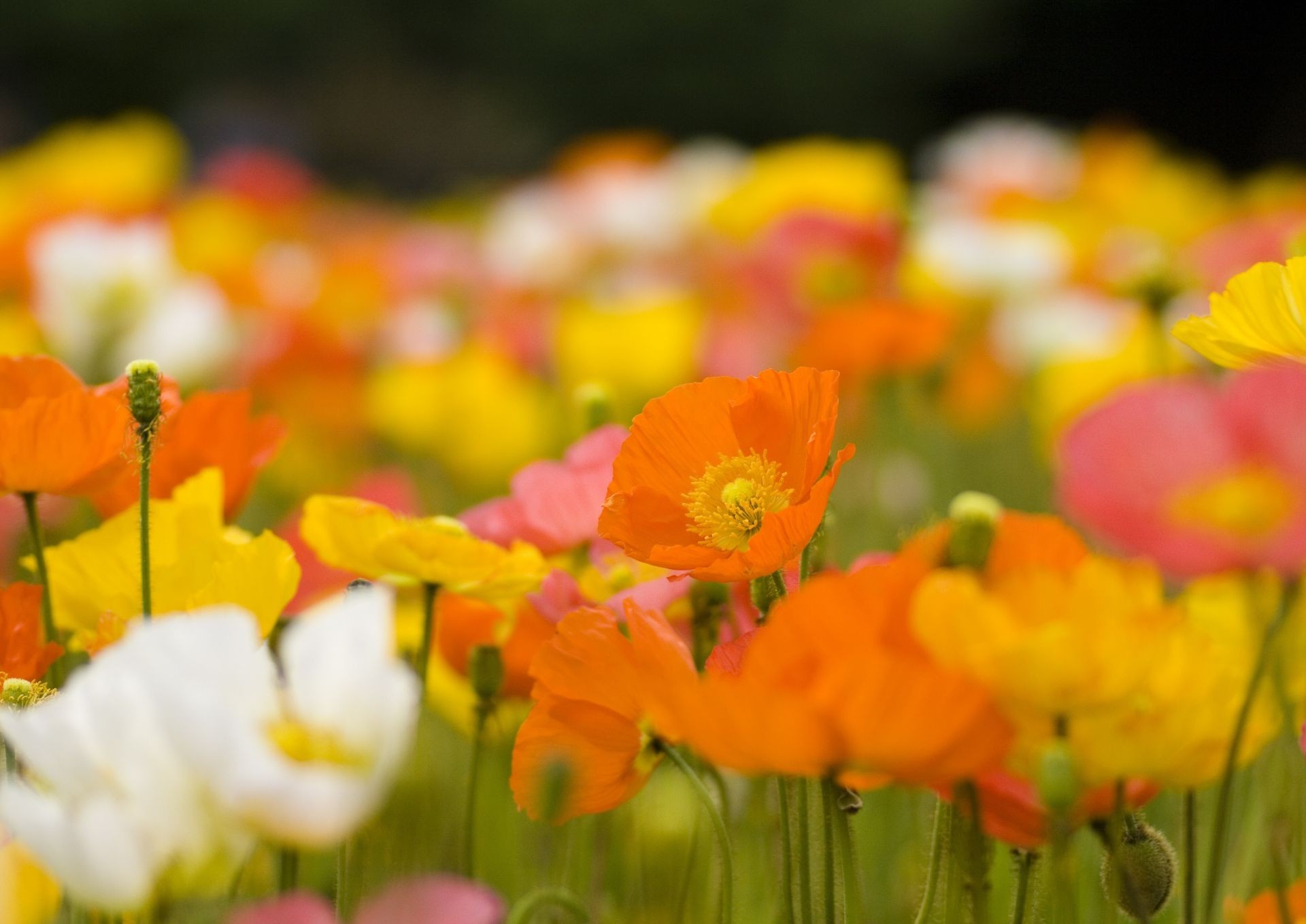 fiori natura fiore flora foglia campo estate giardino luminoso colore stagione floreale fiore tulipano all aperto petalo erba papavero rurale bel tempo