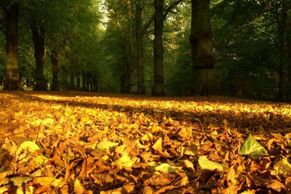 Yellow leaf fall in the autumn forest