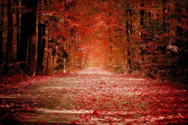 The road in the autumn forest and red leaf fall