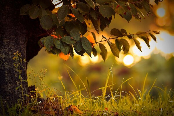 Rayons du soleil dans l herbe verte