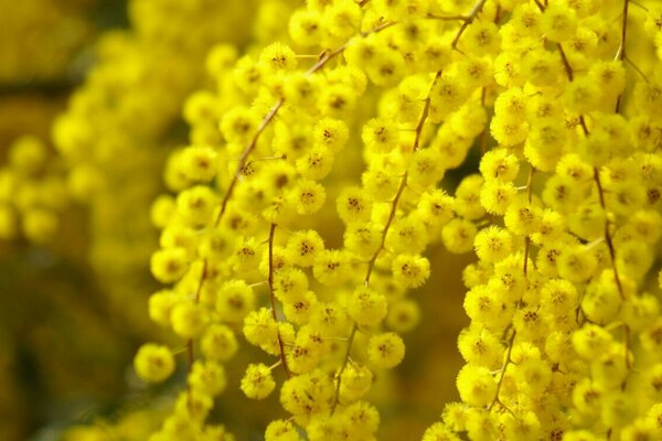 Gelbe Blumen in guter Qualität