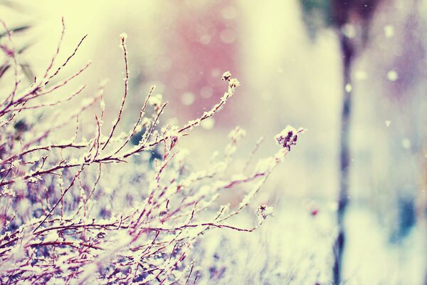 Branches in the frost with a blurry background