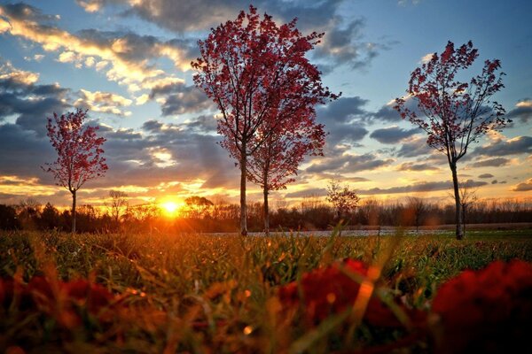 Baum auf Herbst Sonnenuntergang Hintergrund