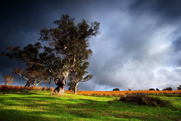 A tree in a field under thunderclouds