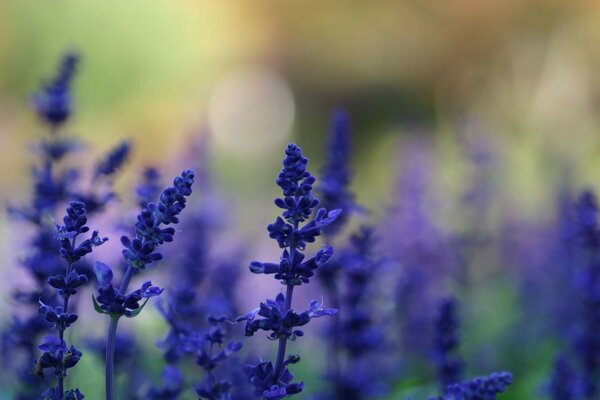 El brillante campo de lavanda es fascinante