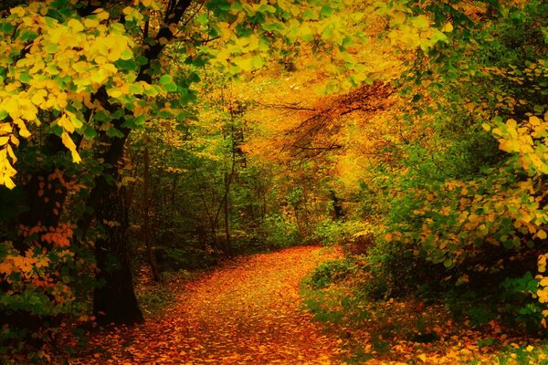 HERBSTWALD UND WANDERWEG MIT BLÄTTERN