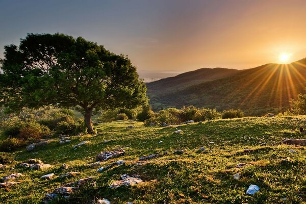 Puesta de sol sobre las montañas, árboles poderosos, prados suculentos