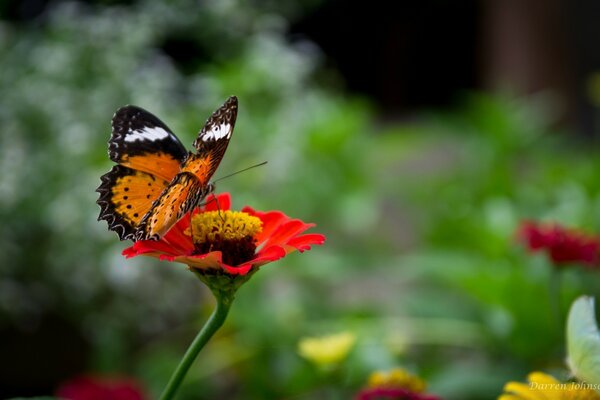 Mariposa en la flor al aire libre