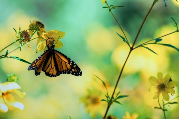 Farfalla su fiore giallo. Giardino estivo