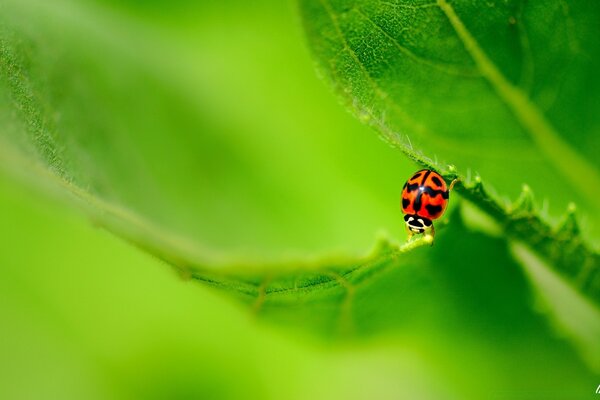 La coccinella viaggia sulla superficie delle foglie verdi