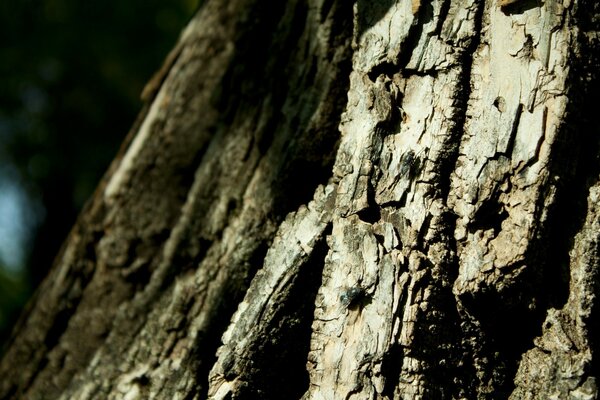 Corteccia di albero perenne nella foresta