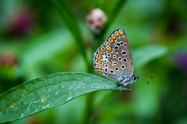 Ein Schmetterling sitzt auf einem grünen Blatt