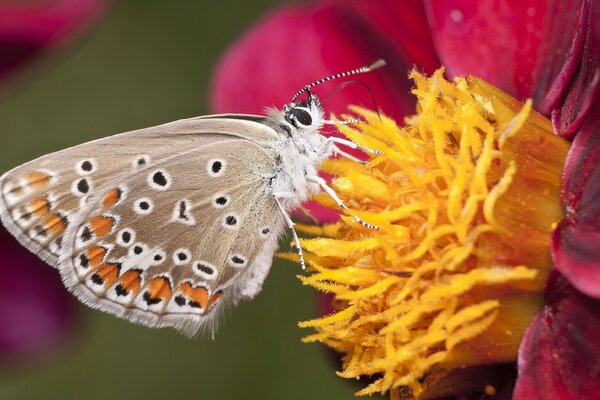 Couleurs saturées de la faune