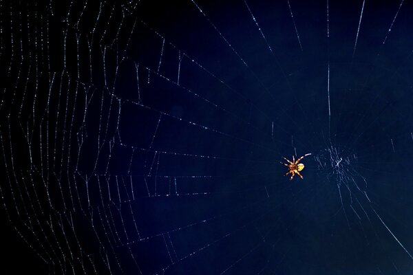 Karanlığın arka planına karşı parlak bir örümcek